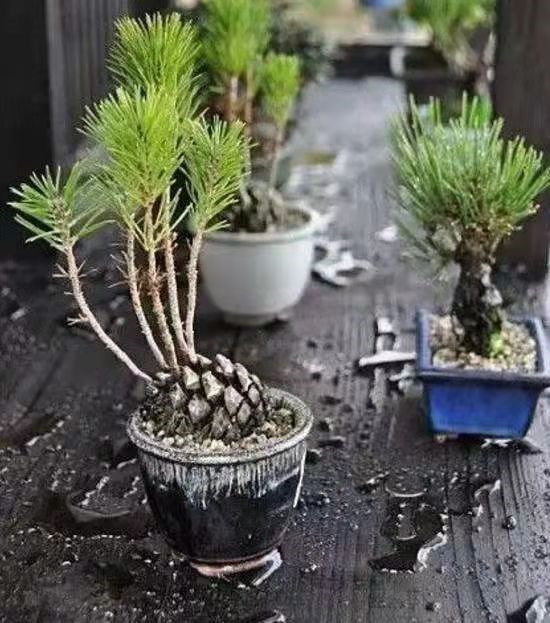 路上撿到“4顆”種子，扔進花盆，兩個月長成“小盆景”，很珍貴