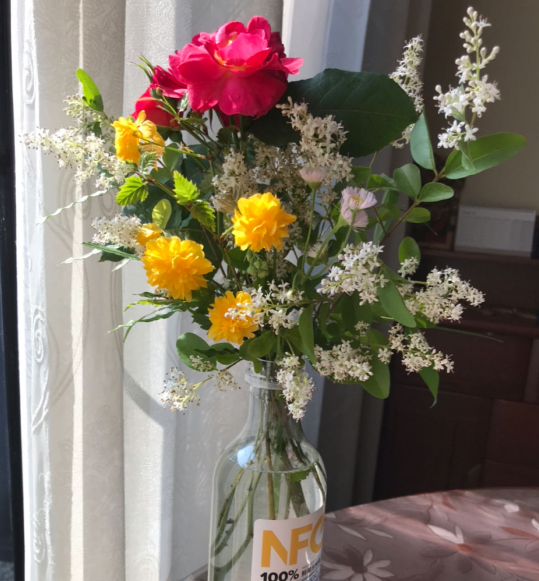 資深花友,還有什麼是你沒種過的?少見家養植物大曝光 資深花友,還有什麼是你沒種過的?少見家養植物大曝光