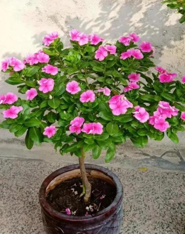 長春花花語象徵意義