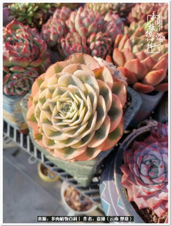 天南海北，一群熟悉又陌生的愛肉人