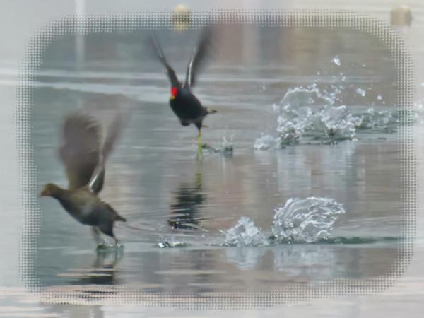 內沙湖的野生動物“黑水雞”