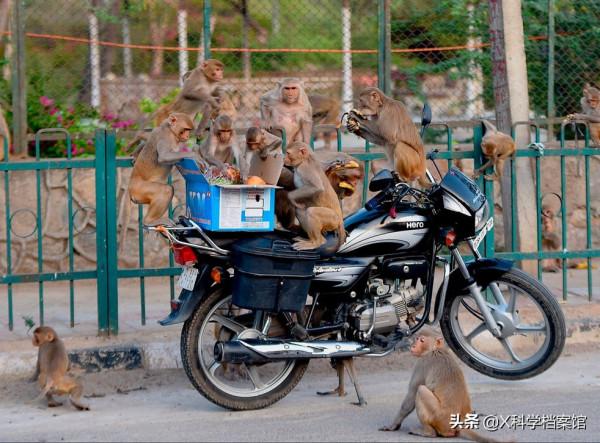 偷錢、殺人、綁架,印度猴子無惡不作,老百姓們為何拿它們沒辦法 偷錢、殺人、綁架,印度猴子無惡不作,老百姓們為何拿它們沒辦法