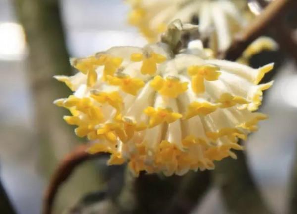 美麗的 結香花 美麗的 結香花