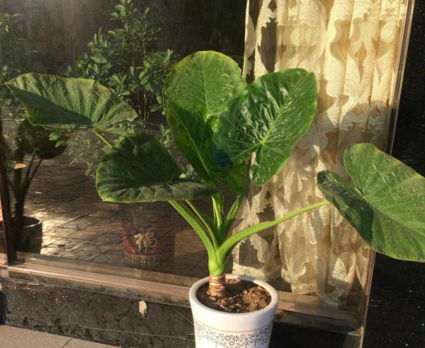 這4種“毒花”最好不要養，個個毒性都很大，養在家裡不安全