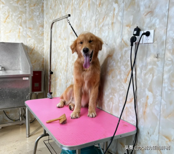 6歲金毛被拴在屋外四年,吃餿飯沒自由,主人不想養,賣了800塊錢 6歲金毛被拴在屋外四年,吃餿飯沒自由,主人不想養,賣了800塊錢