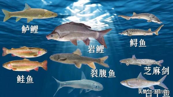 國內釣到這6種“牢底坐穿魚”，務必放生，每年都有人誤釣後被抓