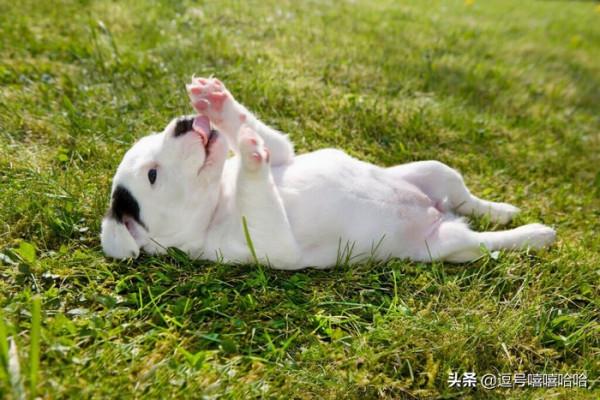 狗狗的這些行為是在告訴你一些資訊 你注意到了嗎？