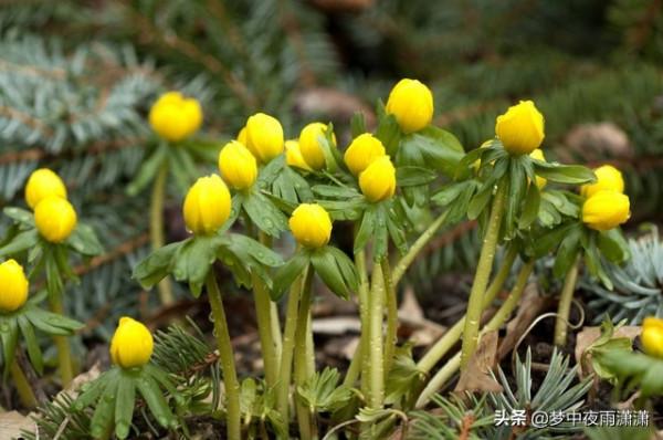 生命的奇蹟，白羊座