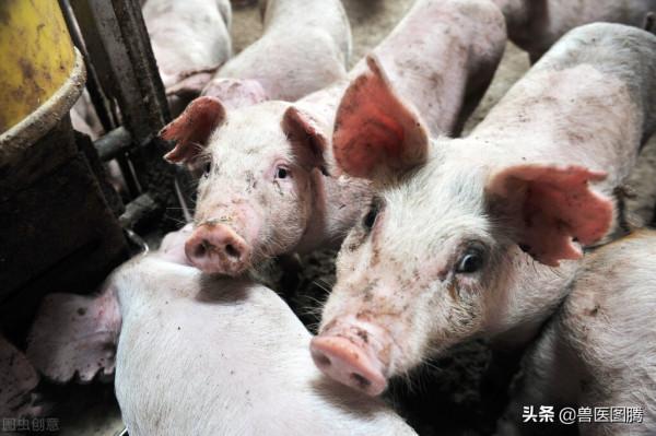 小豬從出生到出欄，完整的操作流程，養豬人值得收藏