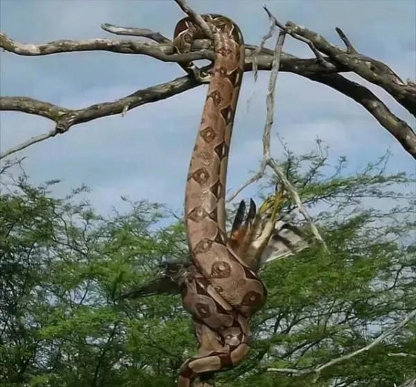 動物界奇趣瞬間抓拍，豐富多彩，異彩紛呈，難得一見，太驚豔了