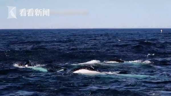 場面相當“鯨”嘆！100多頭座頭鯨集體出動乾飯