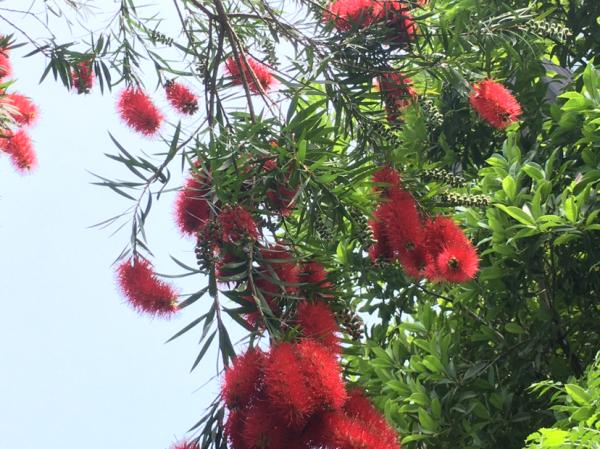 花束搭配必備！這5種花，做不了主花，沒有它們卻也不行