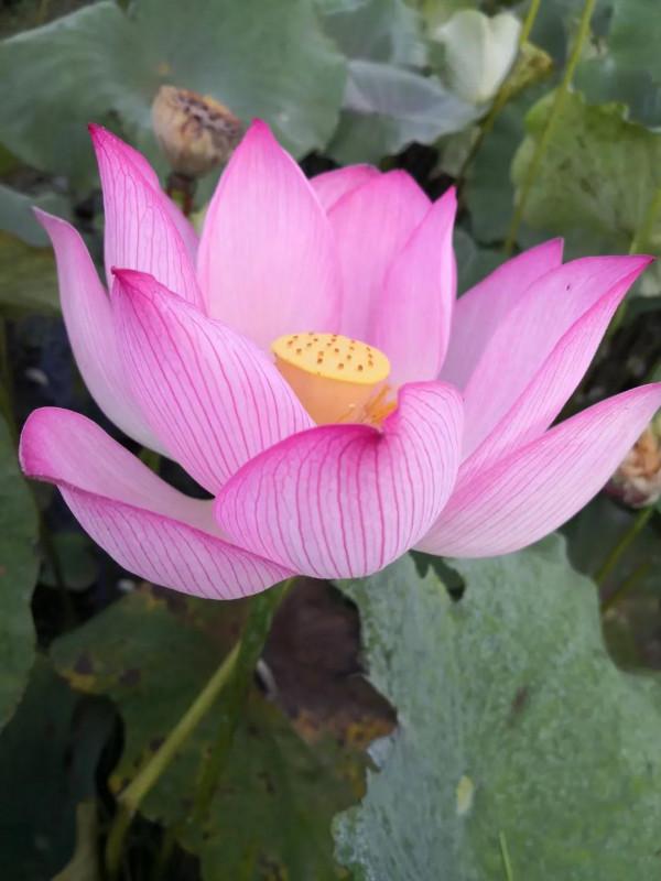 《道德經》:處下修德 《道德經》:處下修德