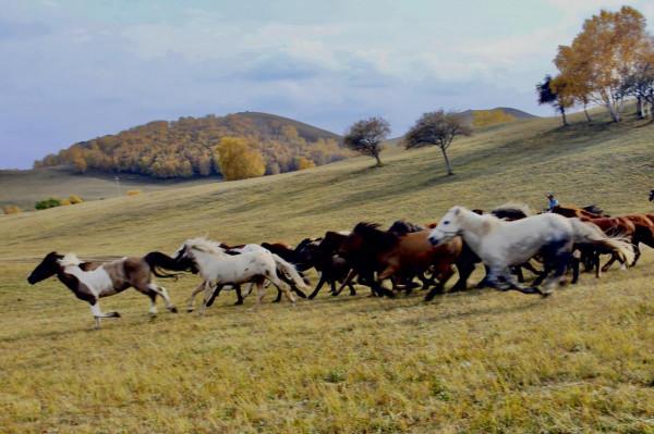 烏蘭布統的迷人秋色