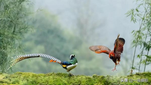 鬥雞&mdash;&mdash;紅腹角雉與白腹錦雞爭地盤。杭州翁劍敏&sol;攝影