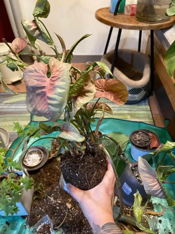 家裡有片雨林是什麼樣的體驗？帶你走進我的室內花園