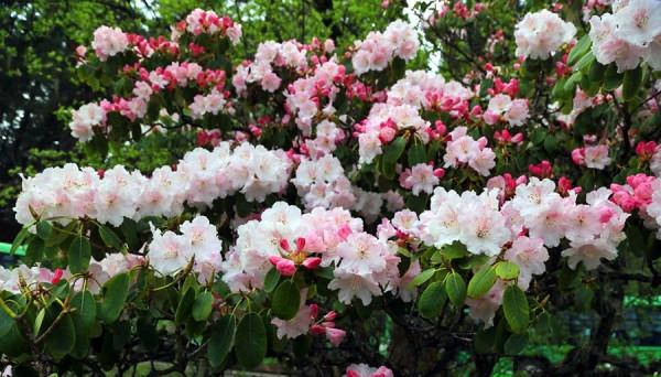 杜鵑小苗為何難栽不易成活,葉子驟然大量變白是何緣故? 杜鵑小苗為何難栽不易成活,葉子驟然大量變白是何緣故?