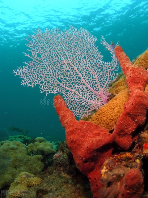 珊瑚的世界