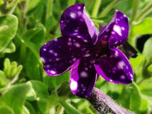 1種矮牽牛顏值高得少見，花朵猶如夢幻星空，神秘又浪漫