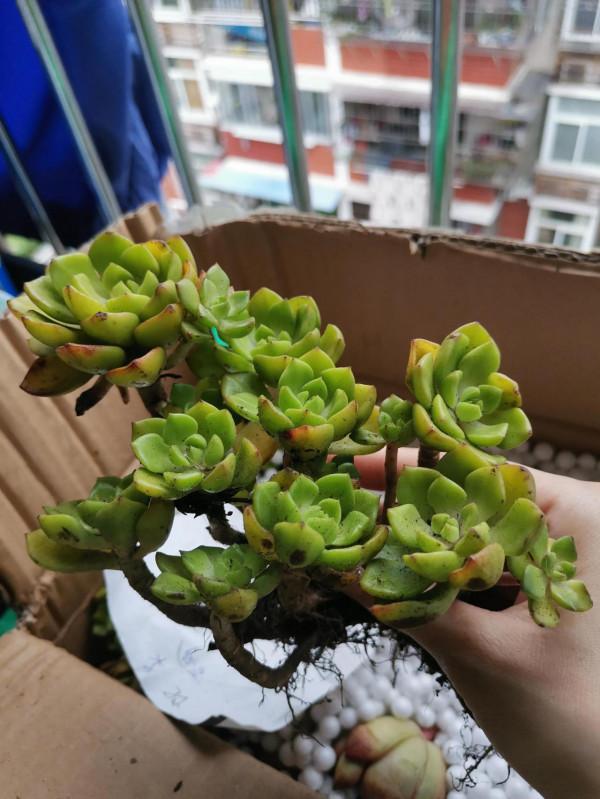 今天到了箱多肉開箱