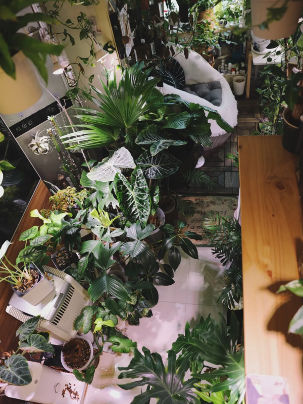 沒有花園怎麼種花？從東北到廣東，4位大神在室內種出植物園