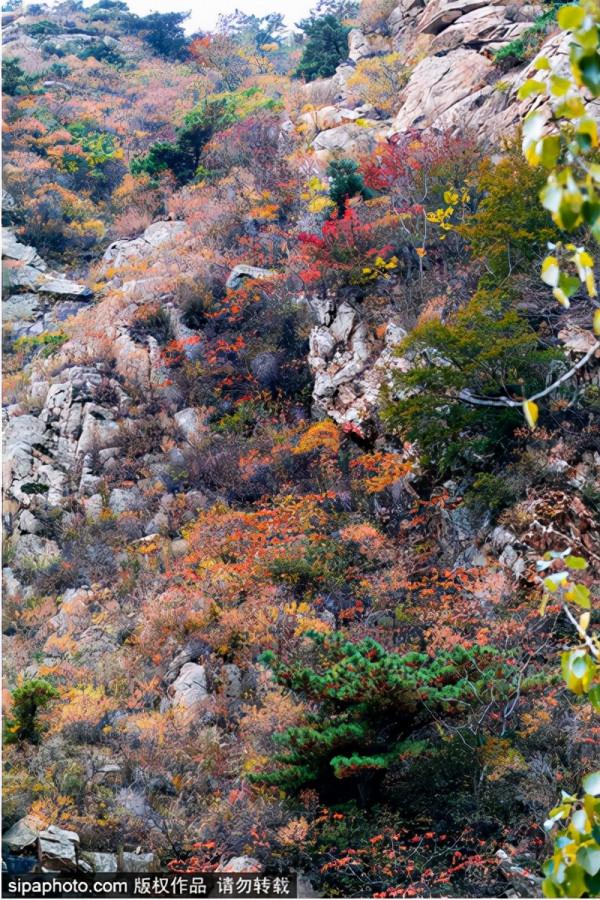 延慶區賞紅葉指南→