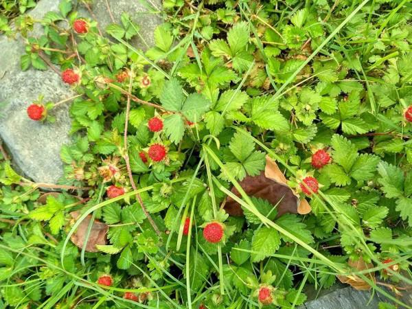 “蛇莓”，老人說蛇爬過有毒，其實藥用價值很高