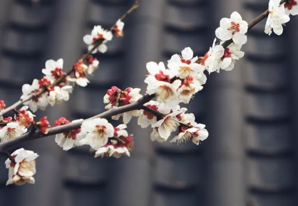 你在哪天出生,就是哪首詩 你在哪天出生,就是哪首詩