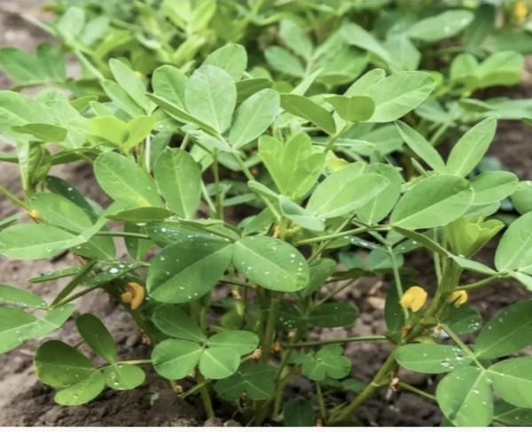 老農說只要你按照以下四種方法去管理花生，不用愁花生沒有產量