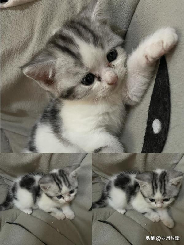 關於給貓貓起什麼名字的事情,我聽過很多有趣的名字 關於給貓貓起什麼名字的事情,我聽過很多有趣的名字