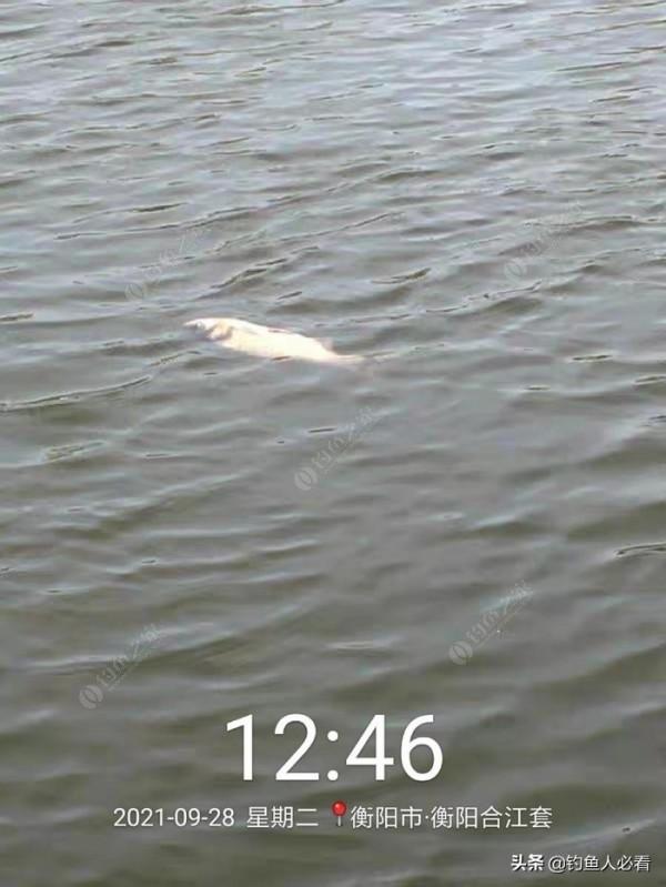 湘江垂釣鰱鱅與小結 湘江垂釣鰱鱅與小結