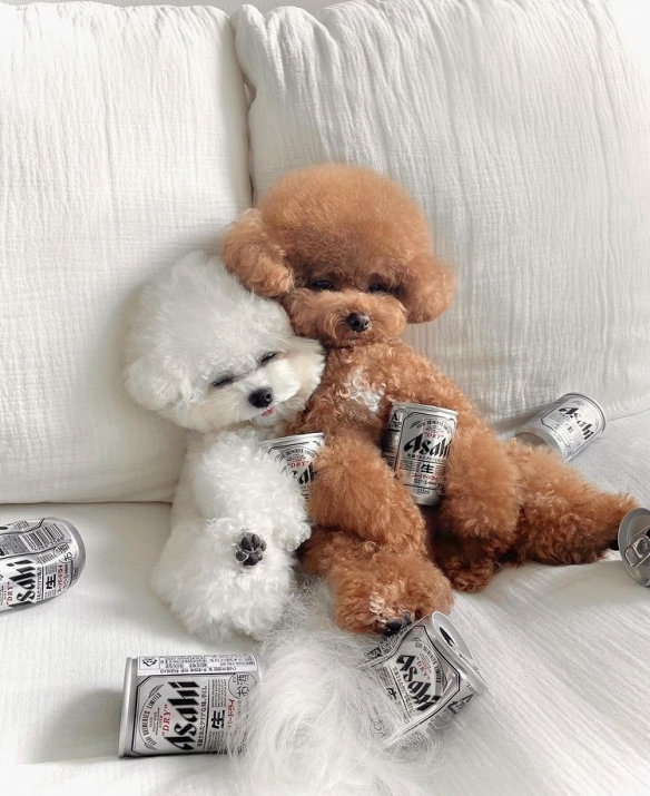 做什麼都一起的貴賓與比熊：兩團棉花糖的激萌日常