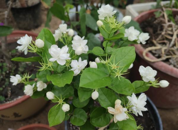 茉莉花秋末要“會養”，否則冬季黃葉落葉，春季難恢復