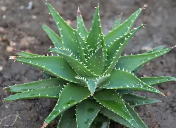 臥室適合養什麼植物：室內植物養殖有講究