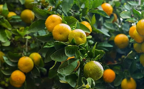 吃剩的橘子皮扔在花盆裡，花像打了激素一樣，瘋了一樣的長