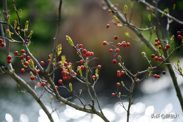 鳥兒們過冬必備 - 紅透整個冬日的迷你山楂果 |園丁