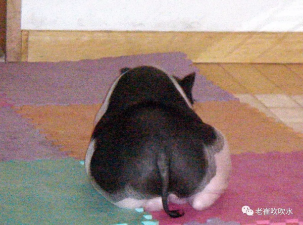 我養過一頭豬……300斤那種