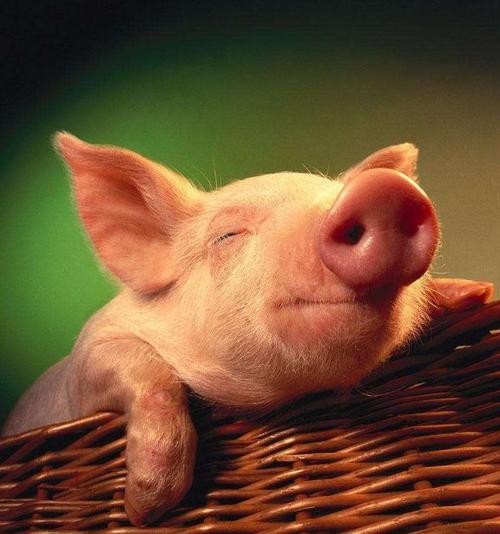 聊齋故事:豬媳 聊齋故事:豬媳