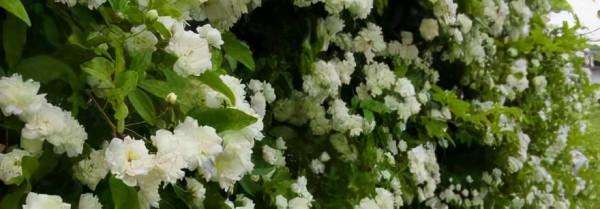 看看真子戴了10年的頭飾，和劍橋情人結框架類似，花卉有深意