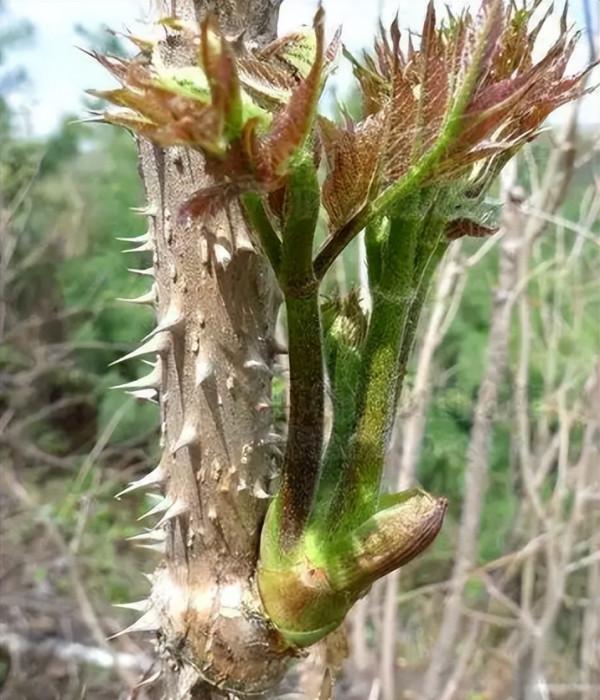 4月吃“春芽”，9種長在樹上的野菜，若你的家鄉也有，記得抓緊吃