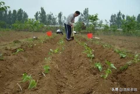 紅薯高產配置密度的“訣巧”
