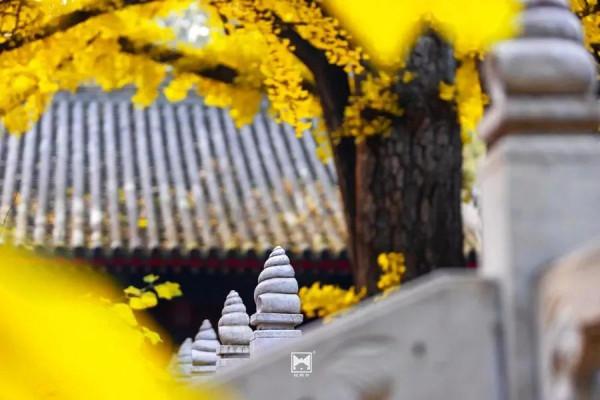 紅螺寺秋日的邀約——千年銀杏進入最佳觀賞期 紅螺寺秋日的邀約——千年銀杏進入最佳觀賞期