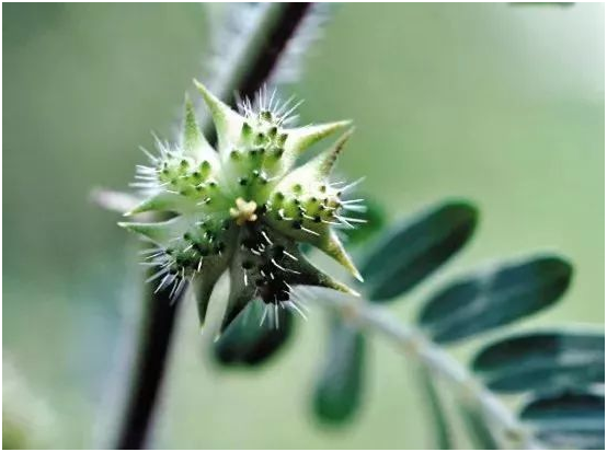 瘙癢,關節腫脹,乳腺腫痛,瞭解一味草藥 瘙癢,關節腫脹,乳腺腫痛,瞭解一味草藥
