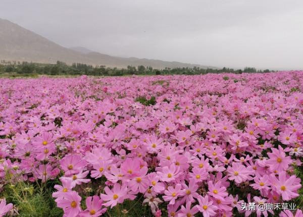 花海花田系列-波斯菊 花海花田系列-波斯菊