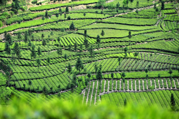 退耕還林、退耕還草應如何補償？