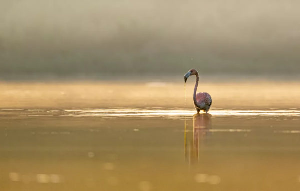這個冬天，到海南紅樹灣赴一場火烈鳥之約