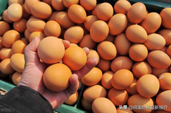 雞蛋：產銷謹慎 跌價幅度產銷謹慎