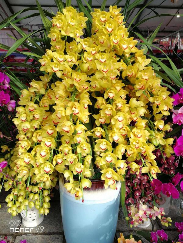 7種“富貴花”，平時一般般，過年才開花，擺家裡，好運連連