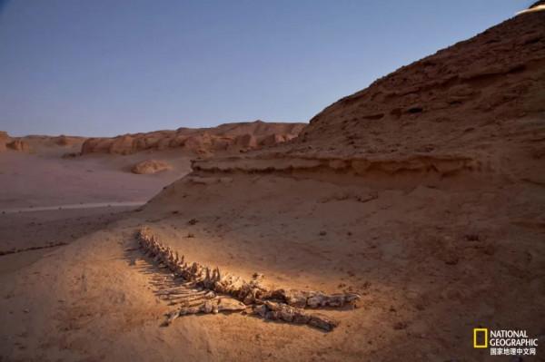 鯨居然長過腿 鯨居然長過腿