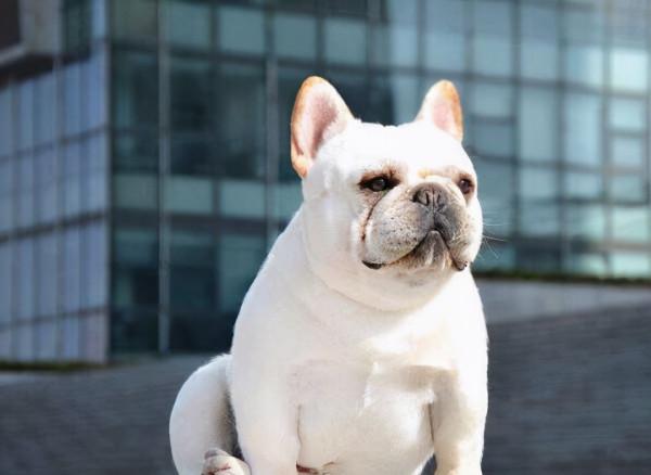 法國鬥牛犬,不要企圖用可愛,掩蓋你的缺點 法國鬥牛犬,不要企圖用可愛,掩蓋你的缺點